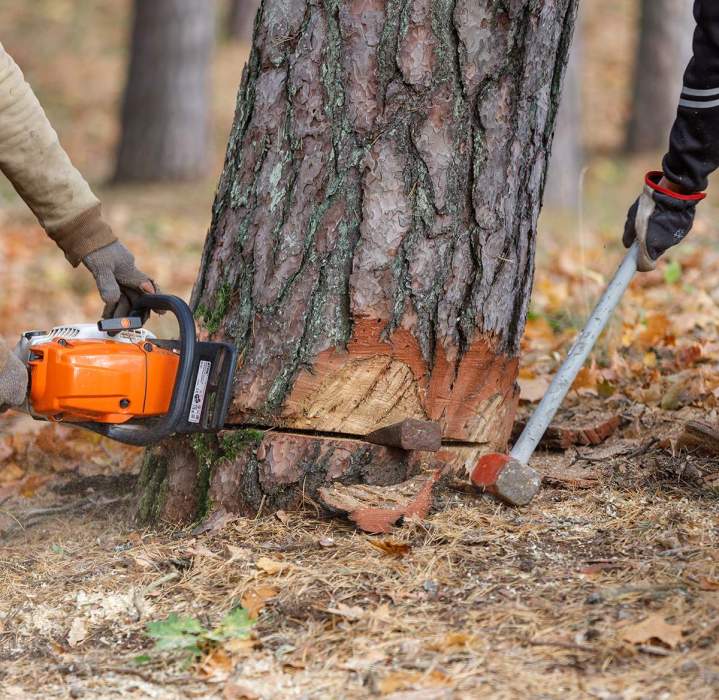 Travaux d'abattage Somme