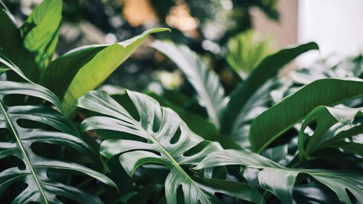 Devis paysagiste Somme, Seine-Maritime