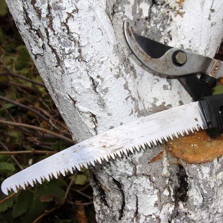 Abattage d'arbre Somme