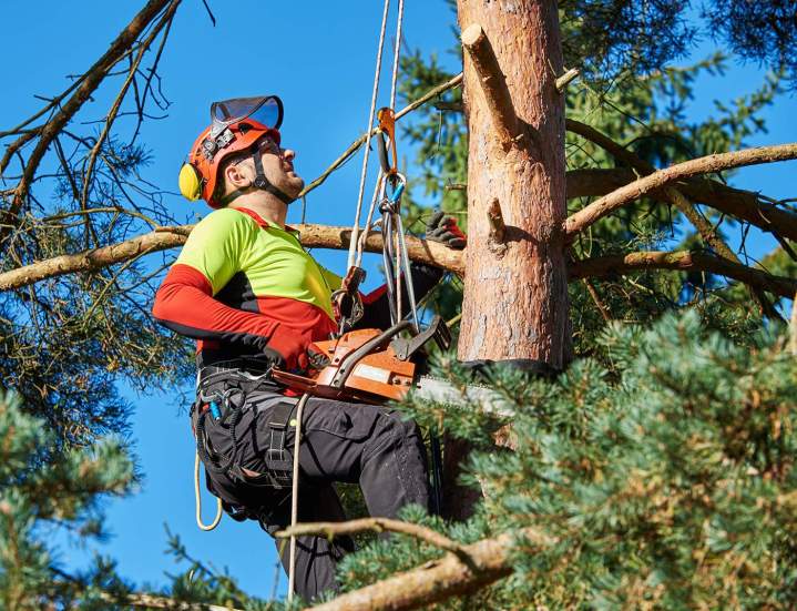 abattage d'arbre Somme