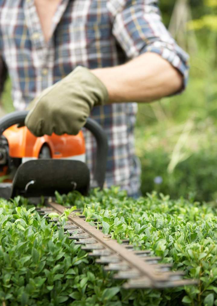 Taille de haie Somme